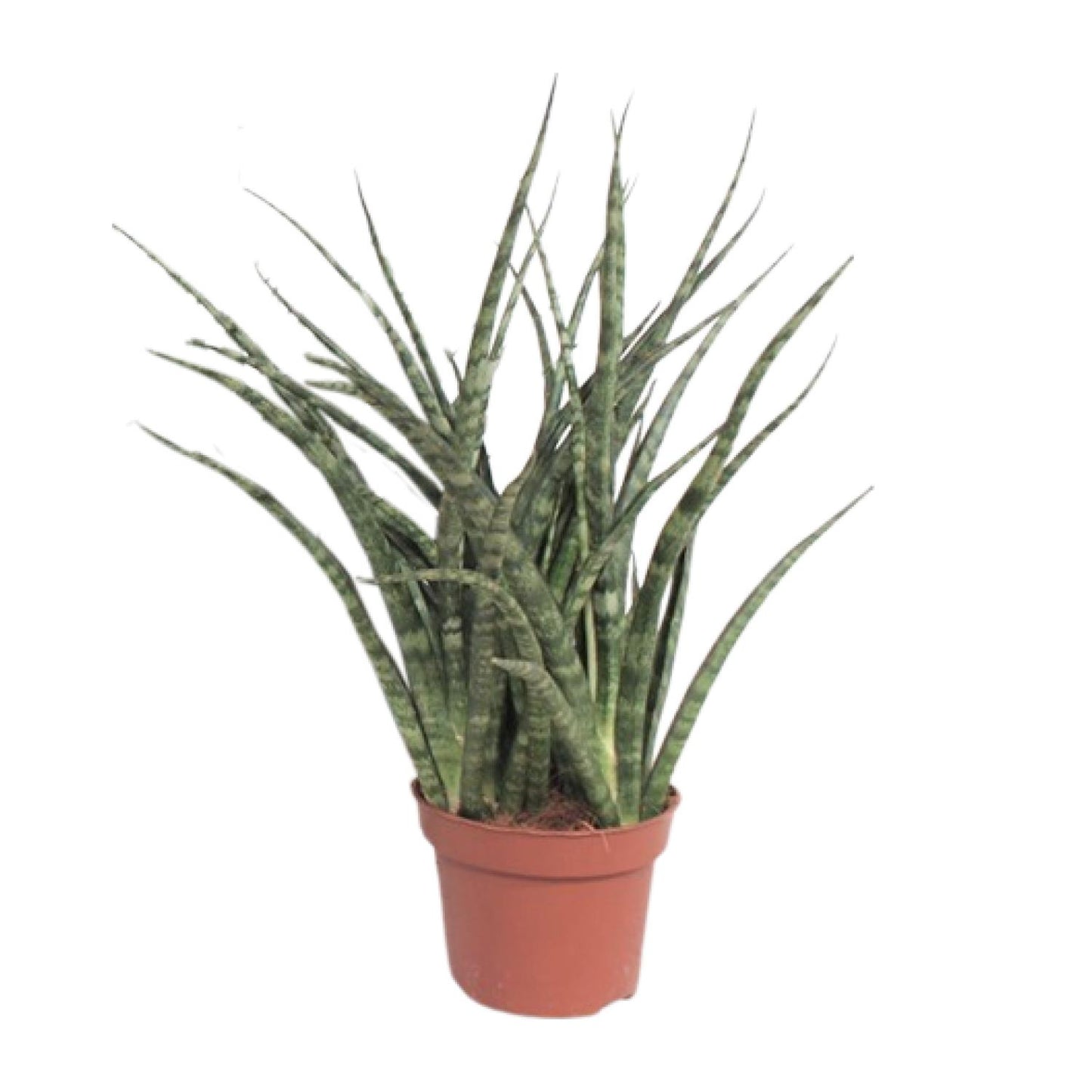 Sansevieria Fernwood Punk – Pflegeleichte Schwiegermutterzunge Ø12cm