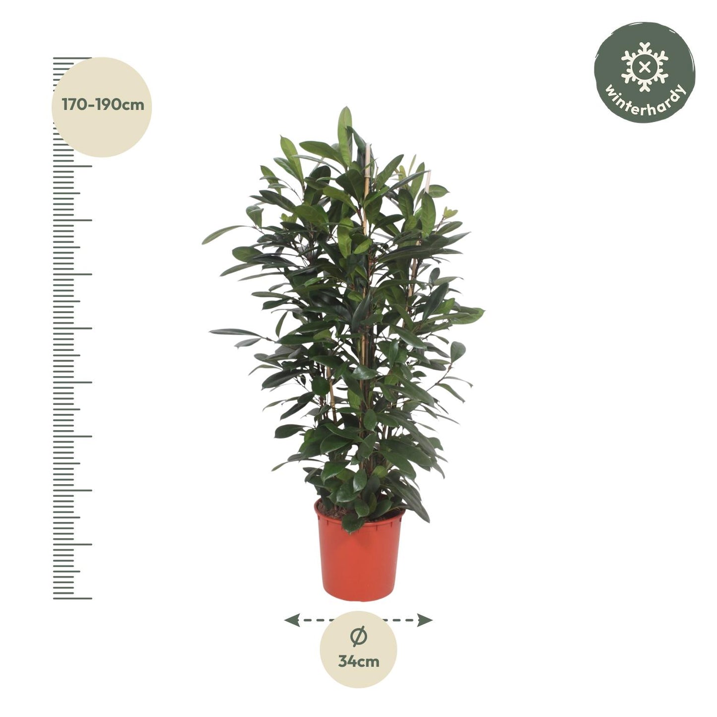 Ficus Cyathistipula – Exotische XXL Zimmerpflanze 180 cm