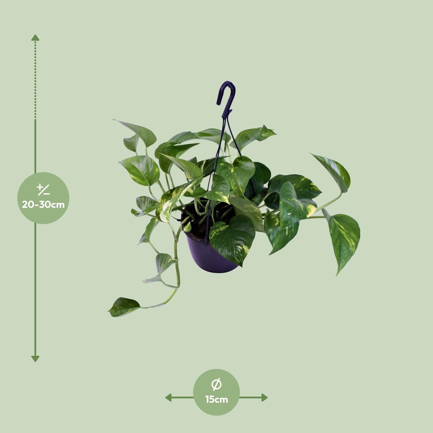 Scindapsus Pictus Trebie – Pflegeleichte Designer-Zimmerpflanze Ø15cm