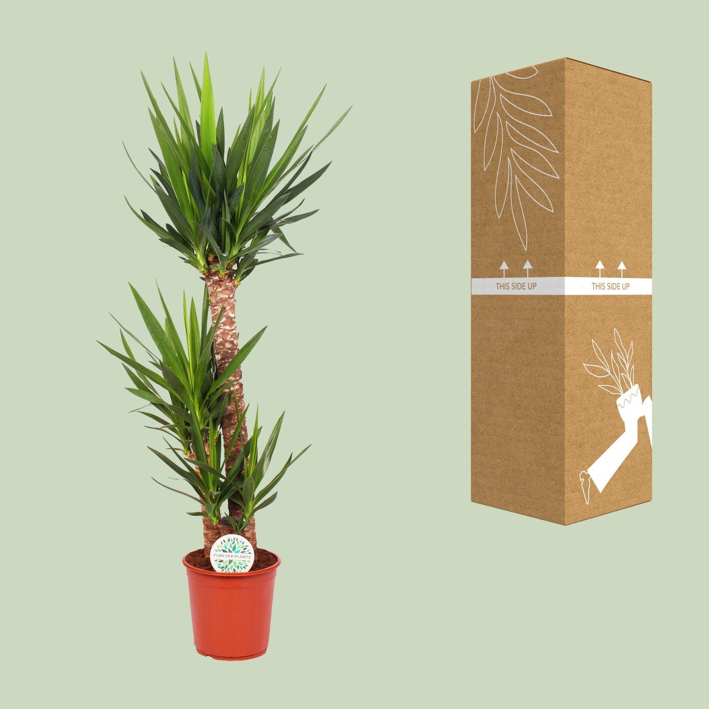Yucca Elephantipes – Pflegleichte XXL-Zimmerpflanze Ø24cm