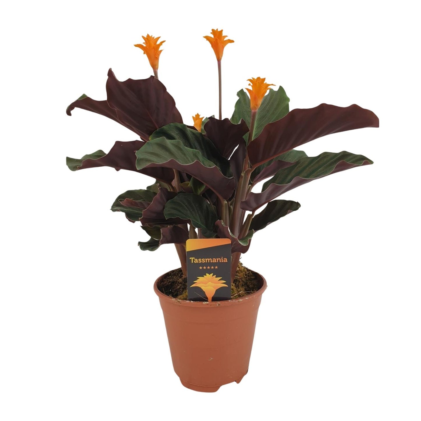 Calathea Crocata – Pflegeleichte & farbenfrohe Zimmerpflanze Ø14cm
