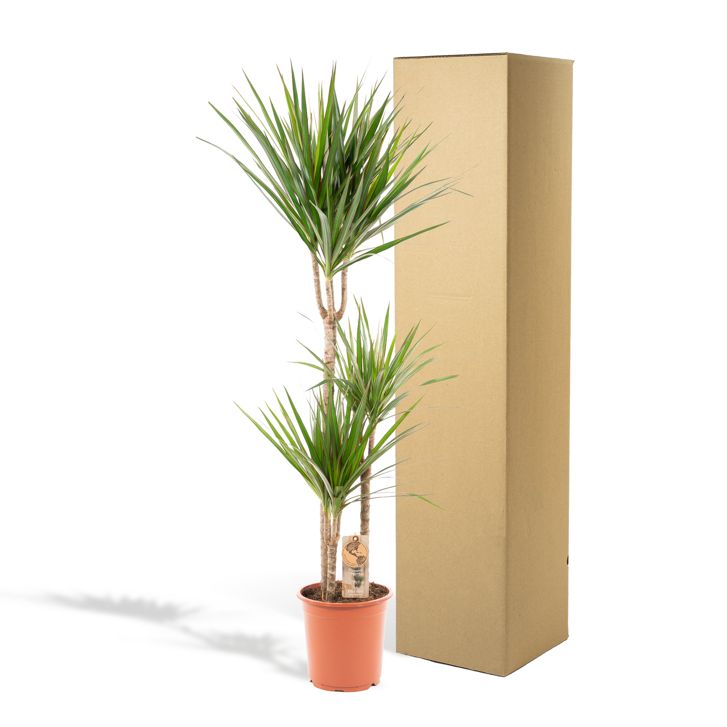 Dracaena Marginata – Pflegleichter Drachenbaum Ø21cm, 120cm hoch
