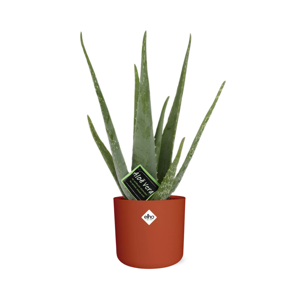 Aloe Vera 12 cm – Pflegeleichte Sukkulente im ELHO b.for Soft Rond Topf