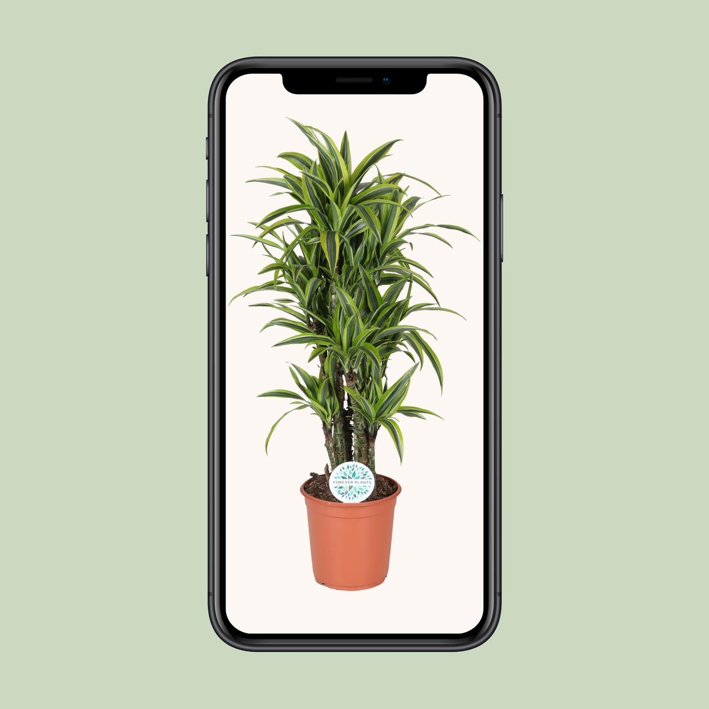 Dracaena Deremensis Lemon Lime – Pflegeleichter Drachenbaum Ø24cm