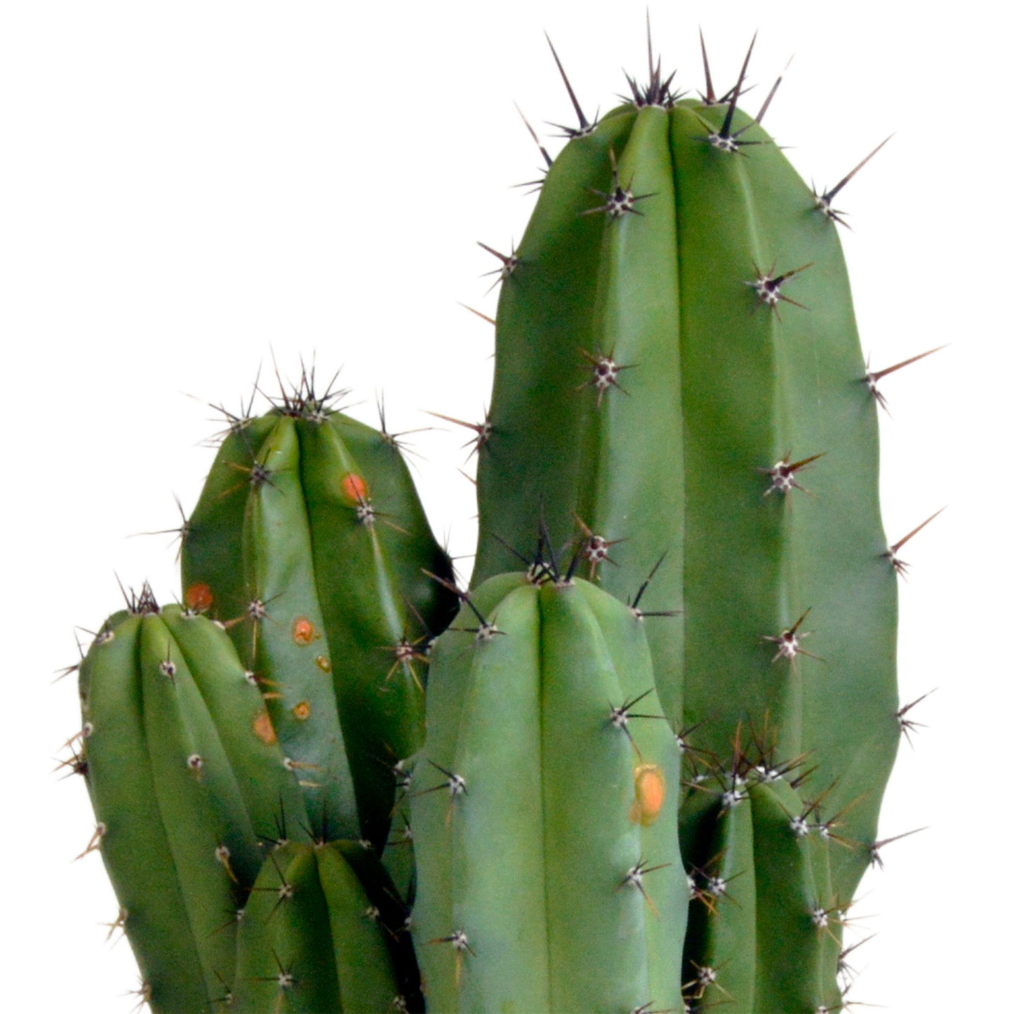 Polaskia Chula Säulenkaktus 12 cm – Pflegeleicht & Robust