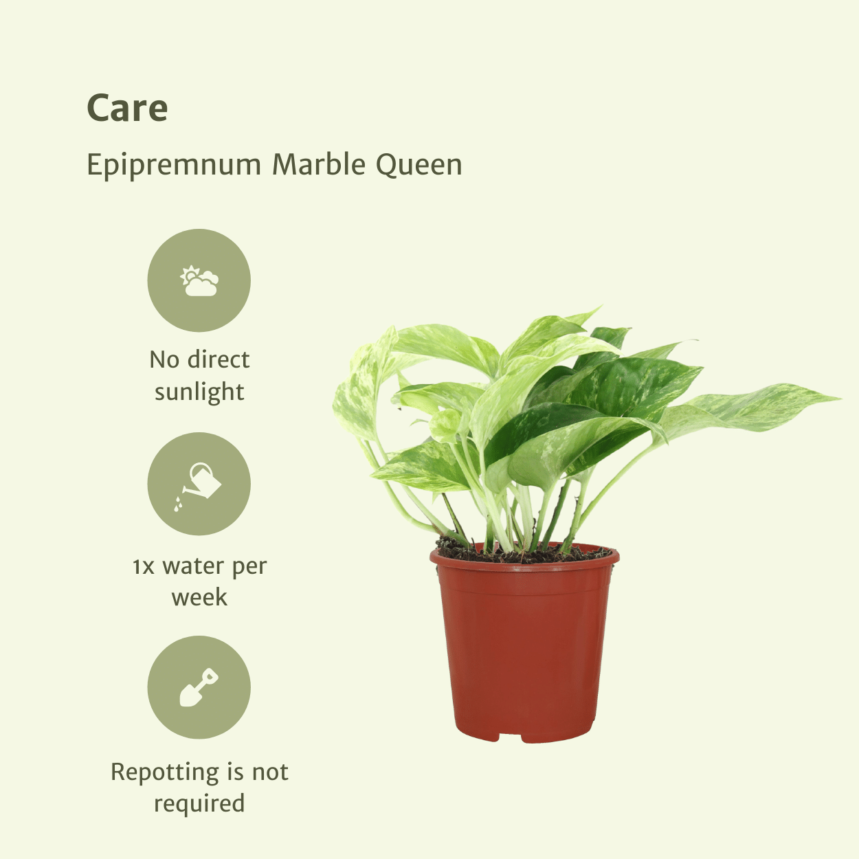 Epipremnum Marble Queen – 4er Set Ø12cm Topf