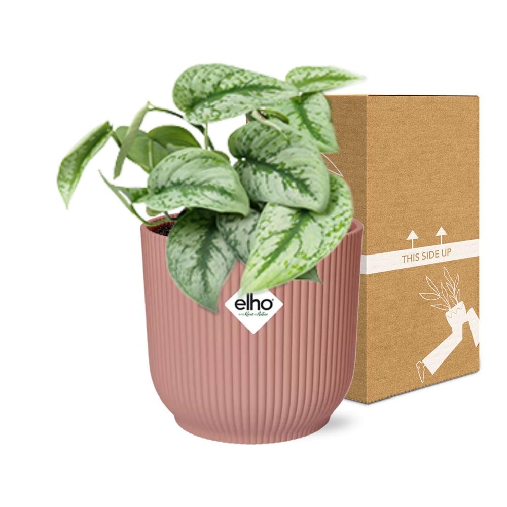 Scindapsus Pictus ‘Trebie’ in ELHO Vibes Fold 14cm rosa