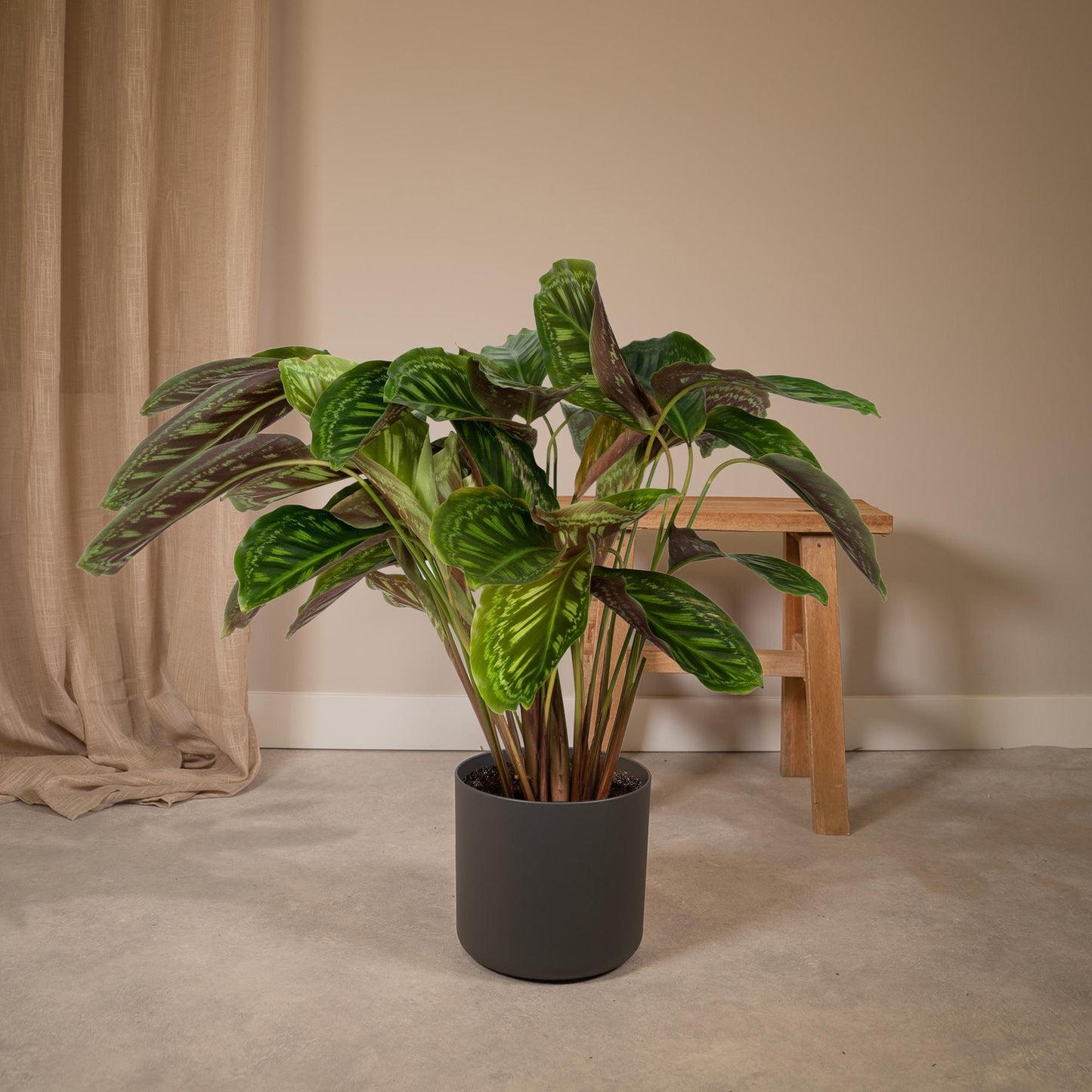 Calathea Flamestar – Pfauenpflanze Ø19cm, ca. 75cm hoch