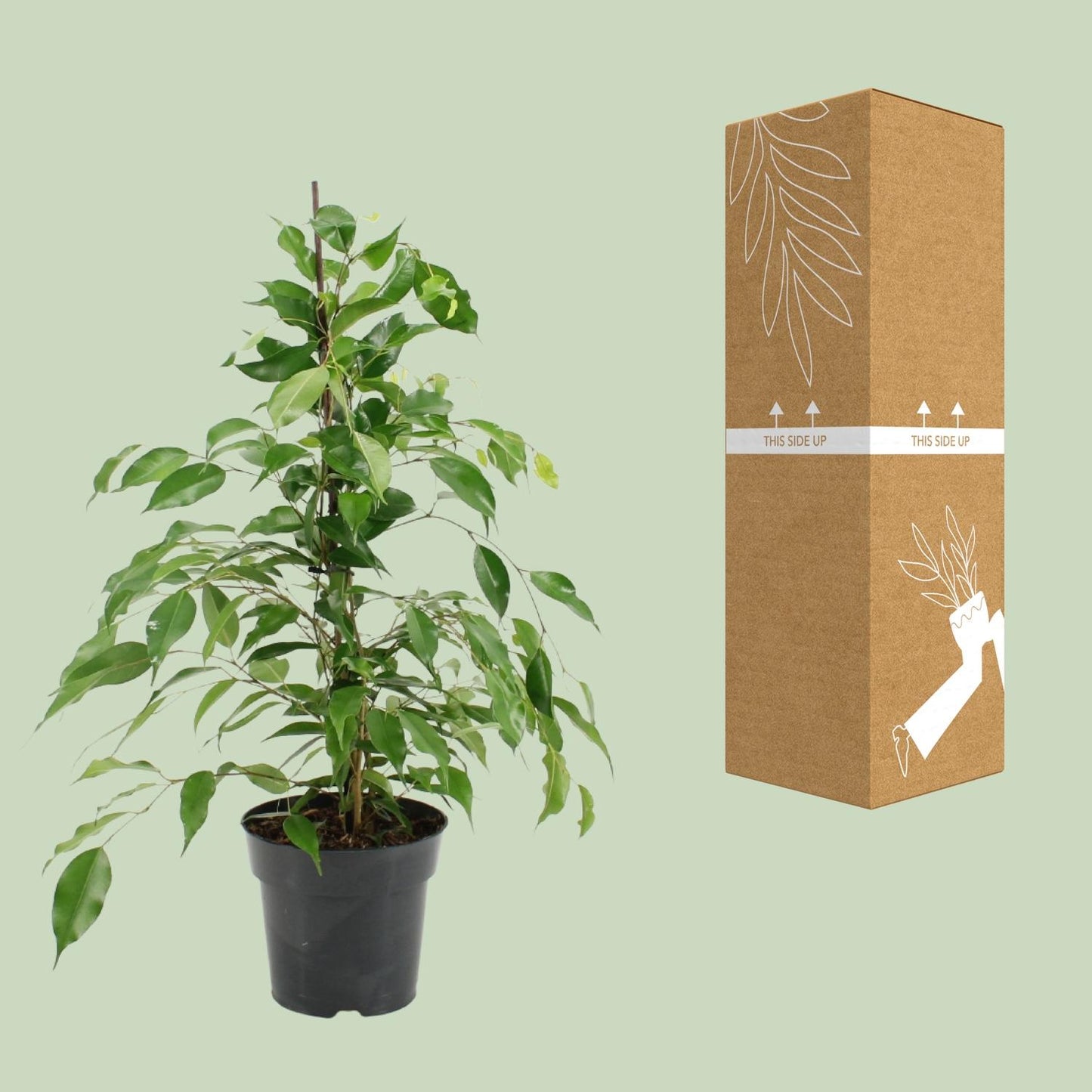 Ficus Benjamina Danita – Pflegeleichter Luftreiniger Ø17cm