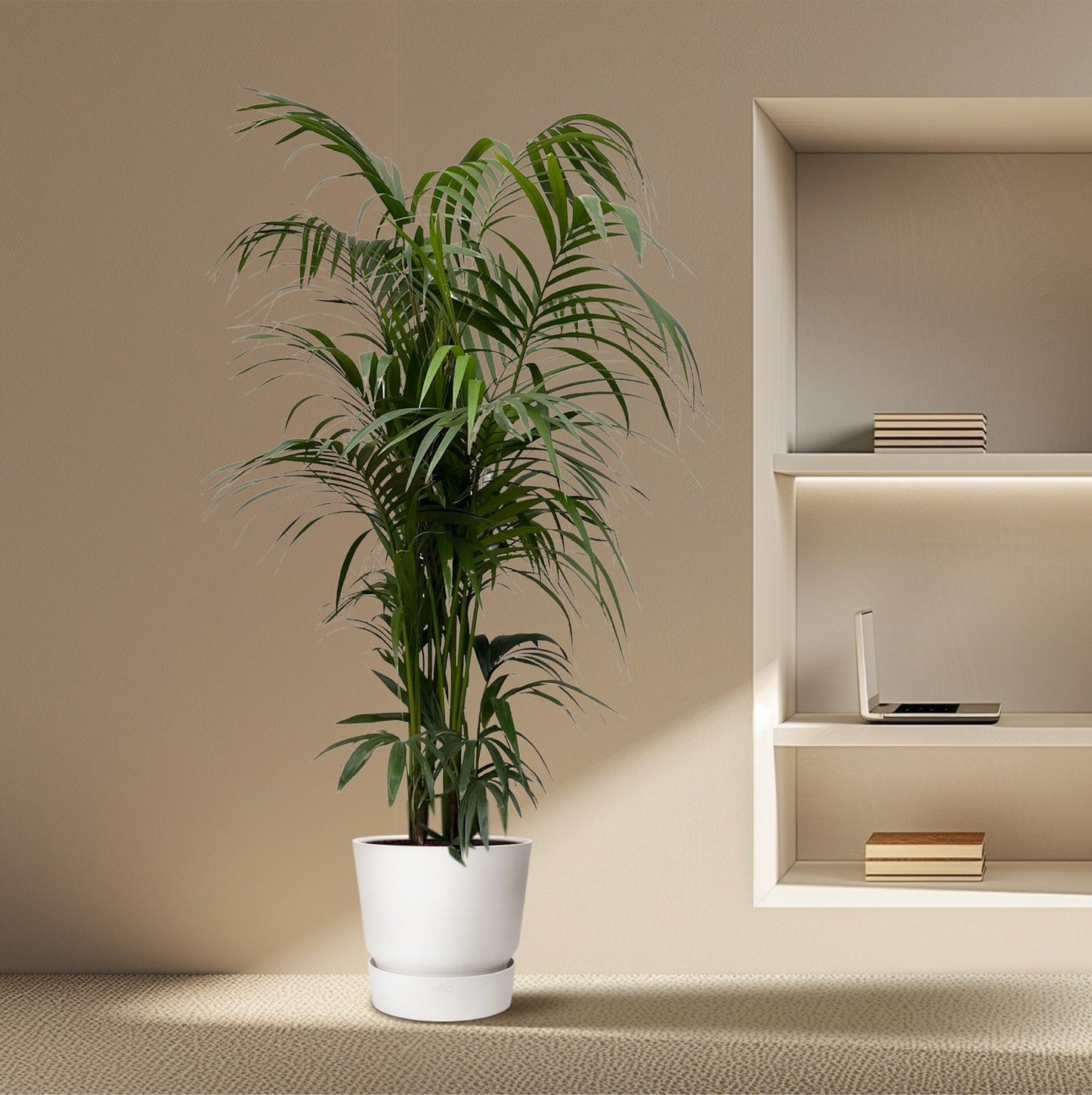 Kentia Palme – 220 cm – Elegante XXL Zimmerpflanze