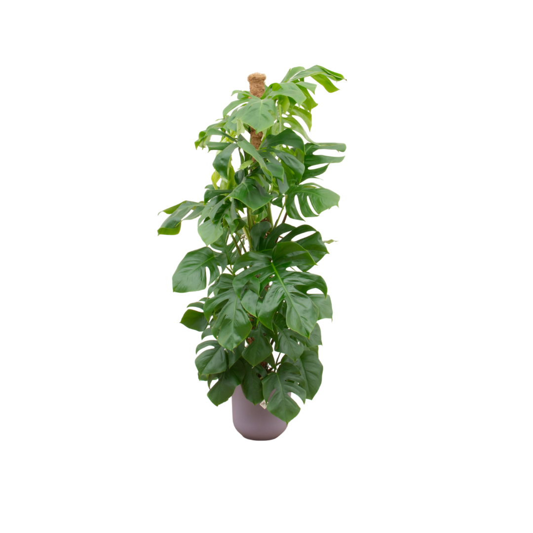 Monstera Pertusum XL mit elho Jazz Round lila Ø26 – 150 cm