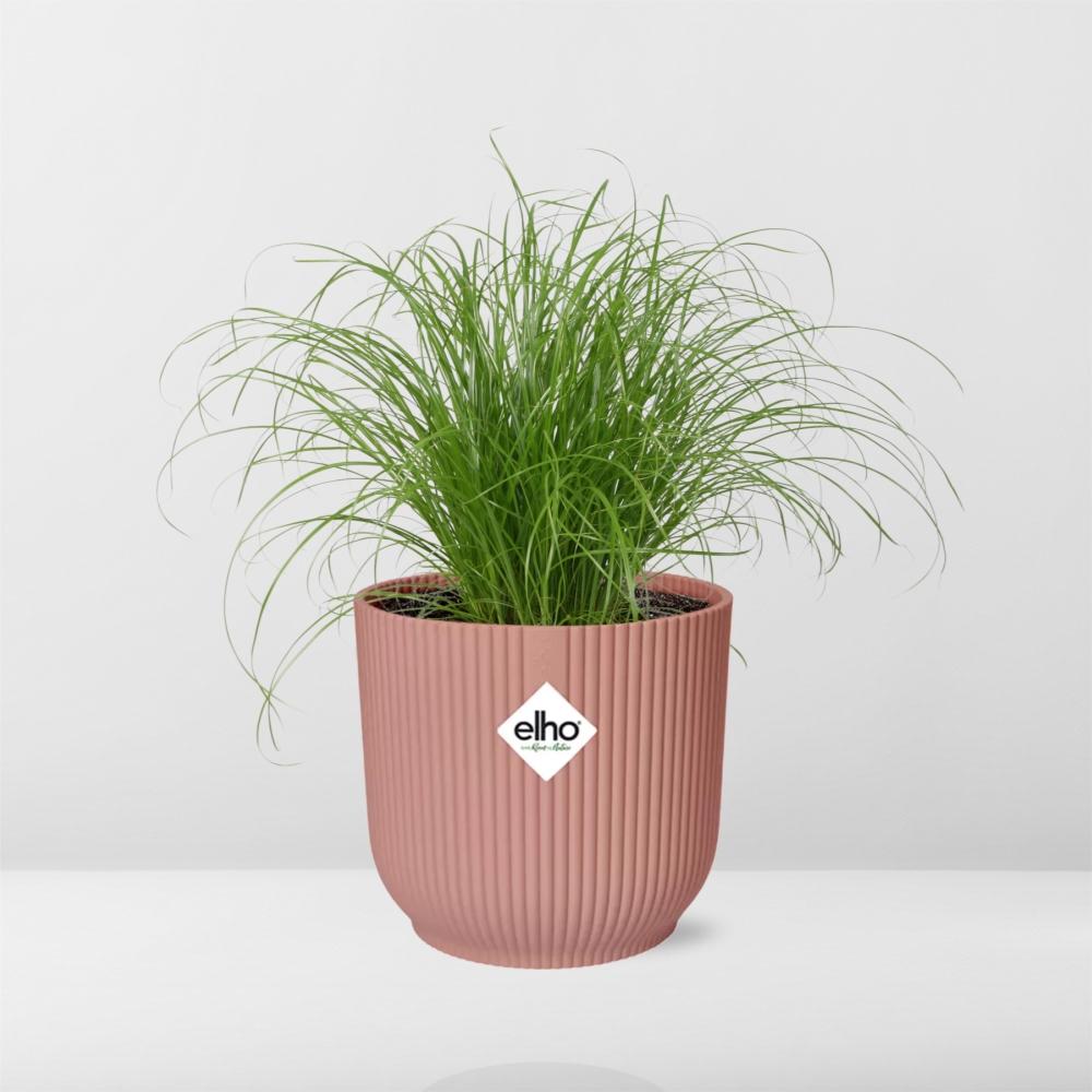 Cyperus Alternifolius Zumula in ELHO Vibes Fold 14cm rosa