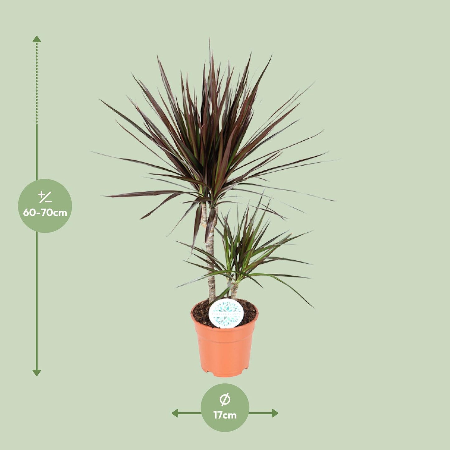 Dracaena Magenta – Stilvoller Drachenbaum Ø17cm, 70cm hoch