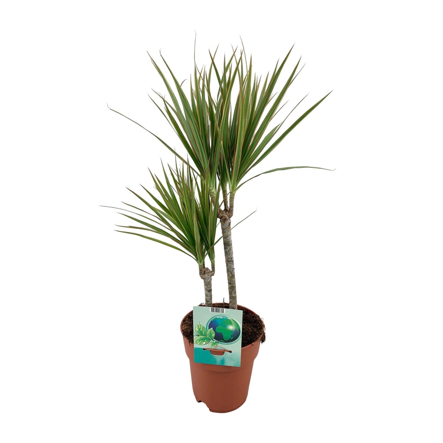 Dracaena Marginata Bicolor – Eleganter Drachenbaum Ø19cm, 70cm