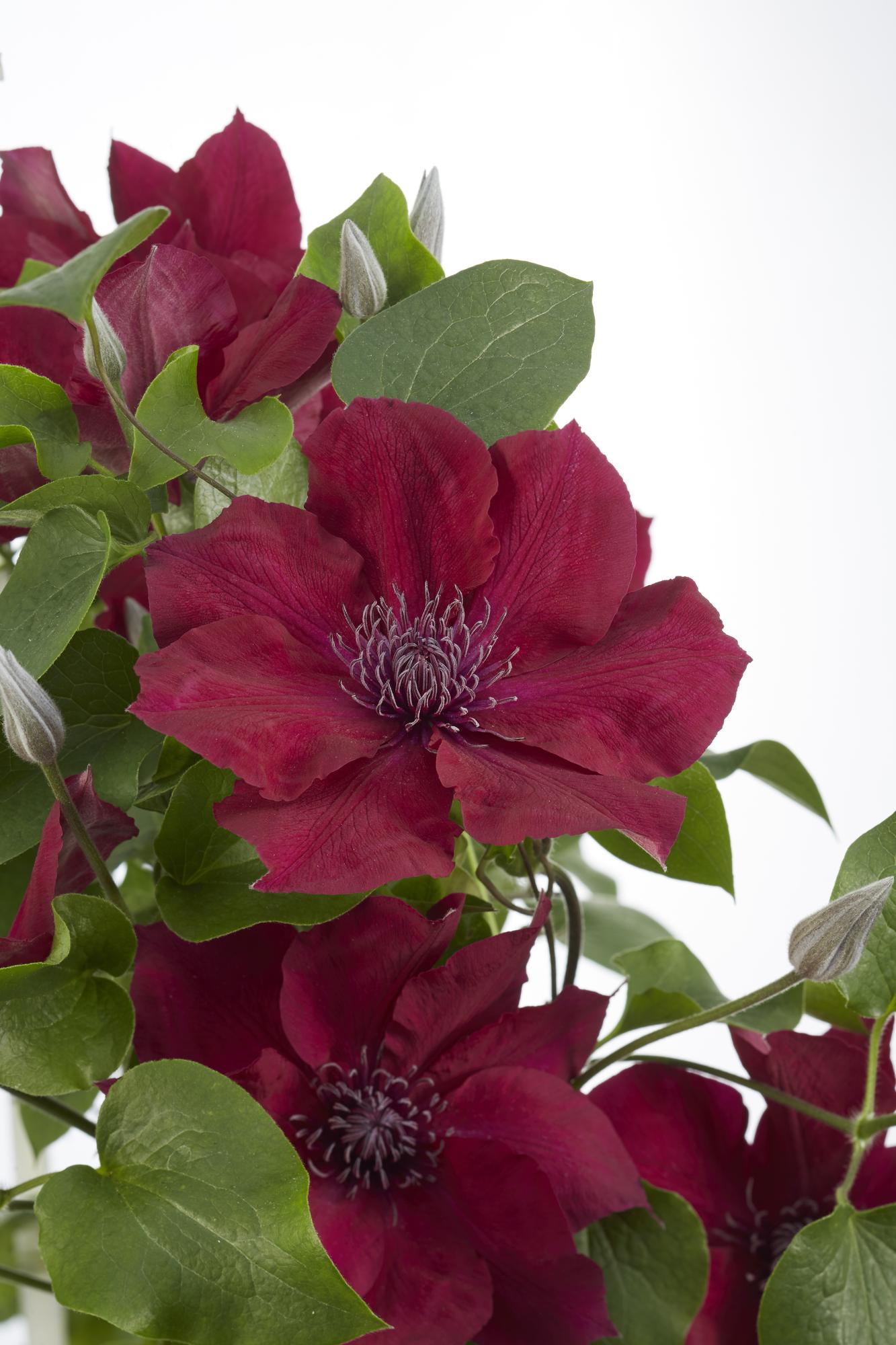 Clematis Nubia – Rote Blütenpracht für Sommer und Herbst