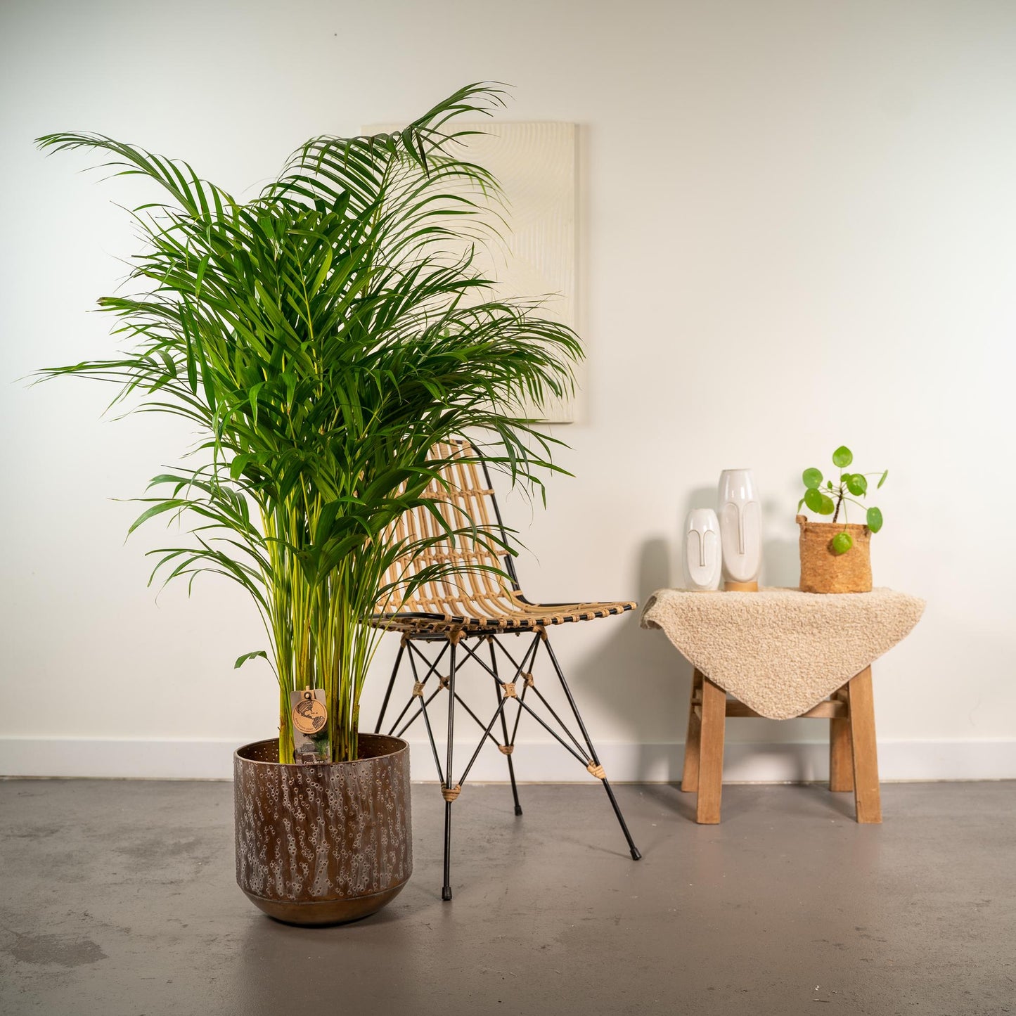 Areca-Palme mit Topf – 130 cm Höhe, Ø 24 cm