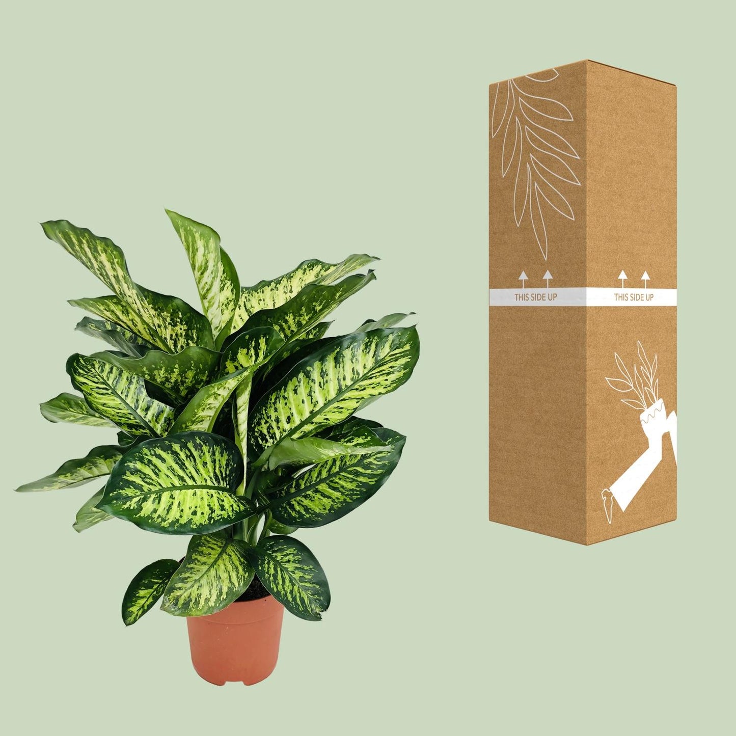 Dieffenbachia Camilla – Pflegeleichte Zimmerpflanze Ø21cm