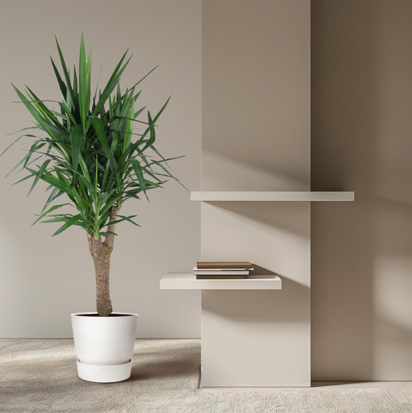 Yucca Elephantipes - Elefantenpalme 150 cm Ø31 cm