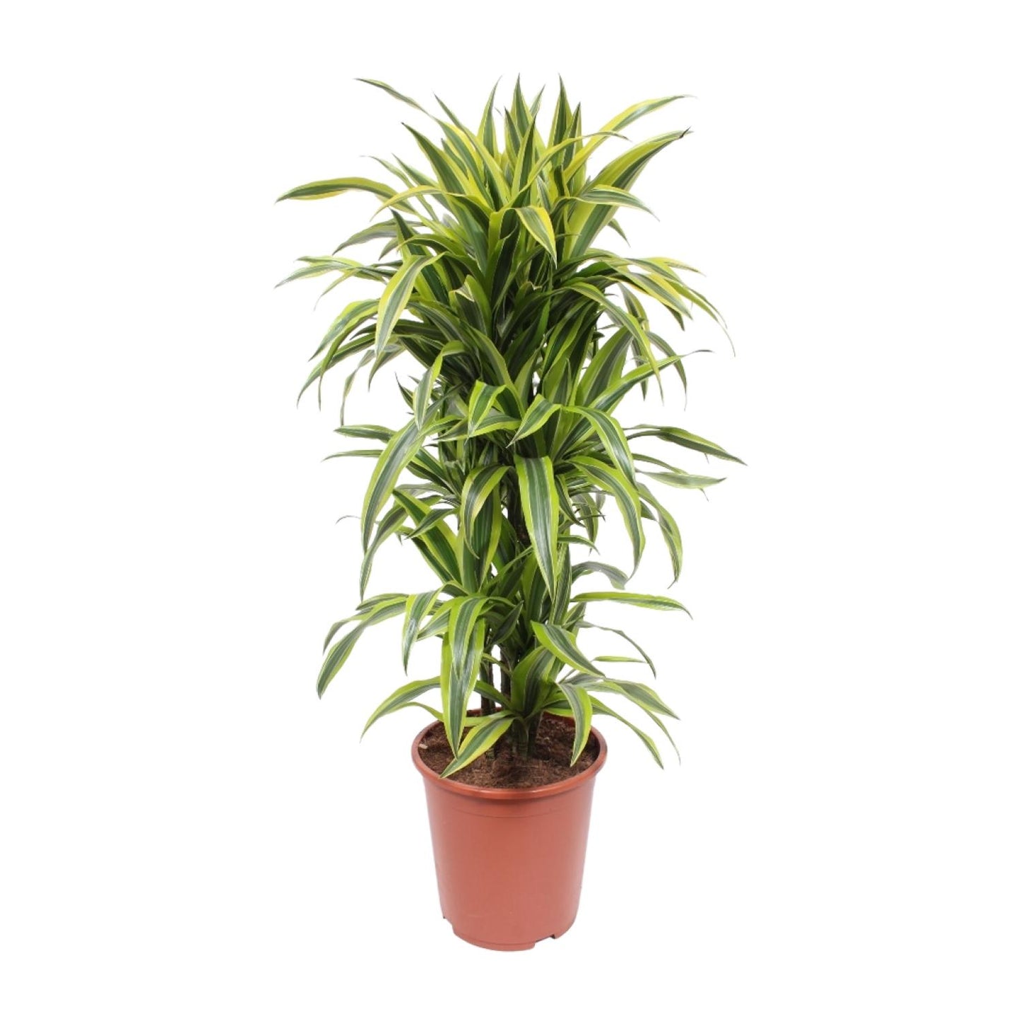 Dracaena Lemon Lime – Pflegenleichter Drachenbaum Ø27cm, 110cm hoch