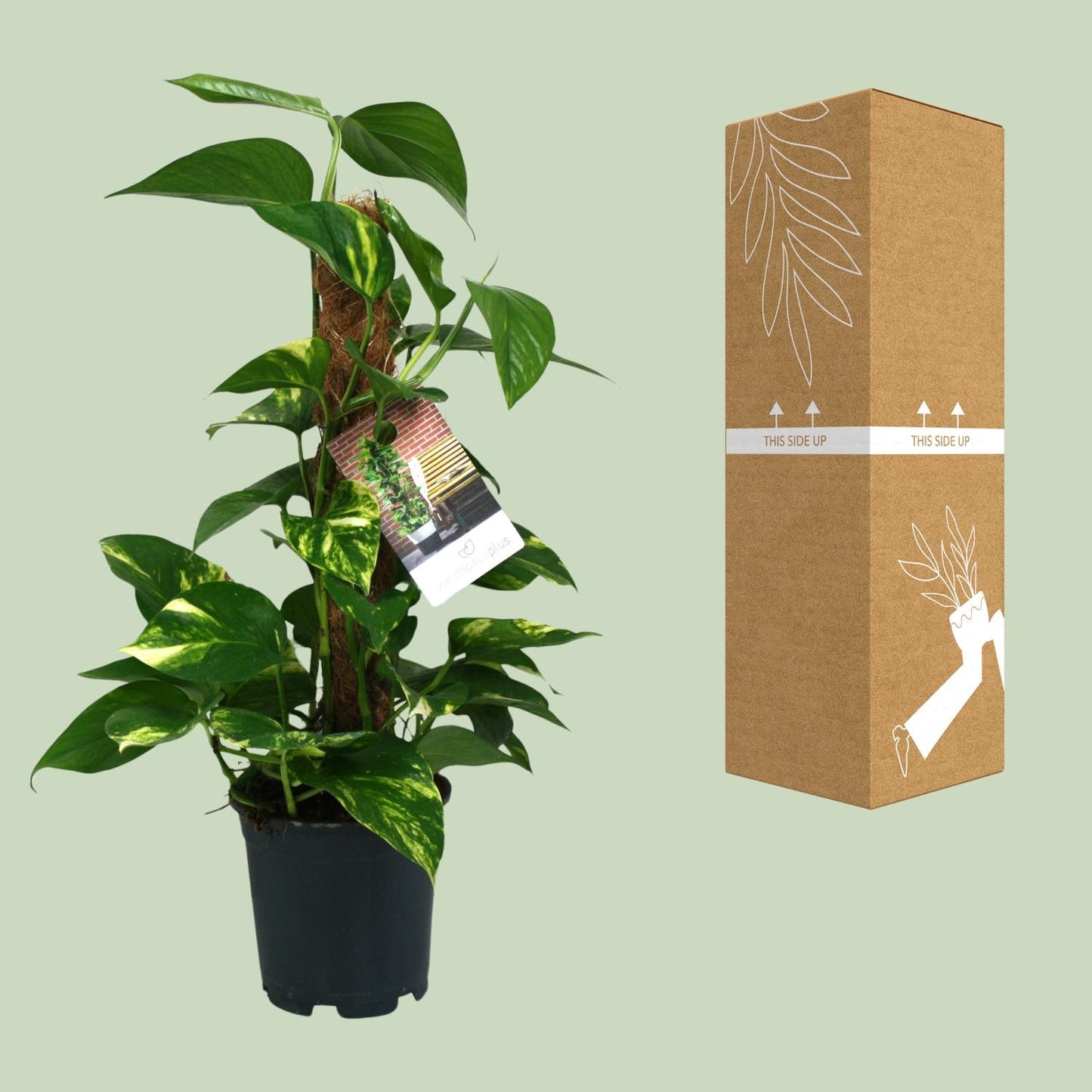 Scindapsus Epipremnum - pflegeleichte Hängepflanze Ø15cm