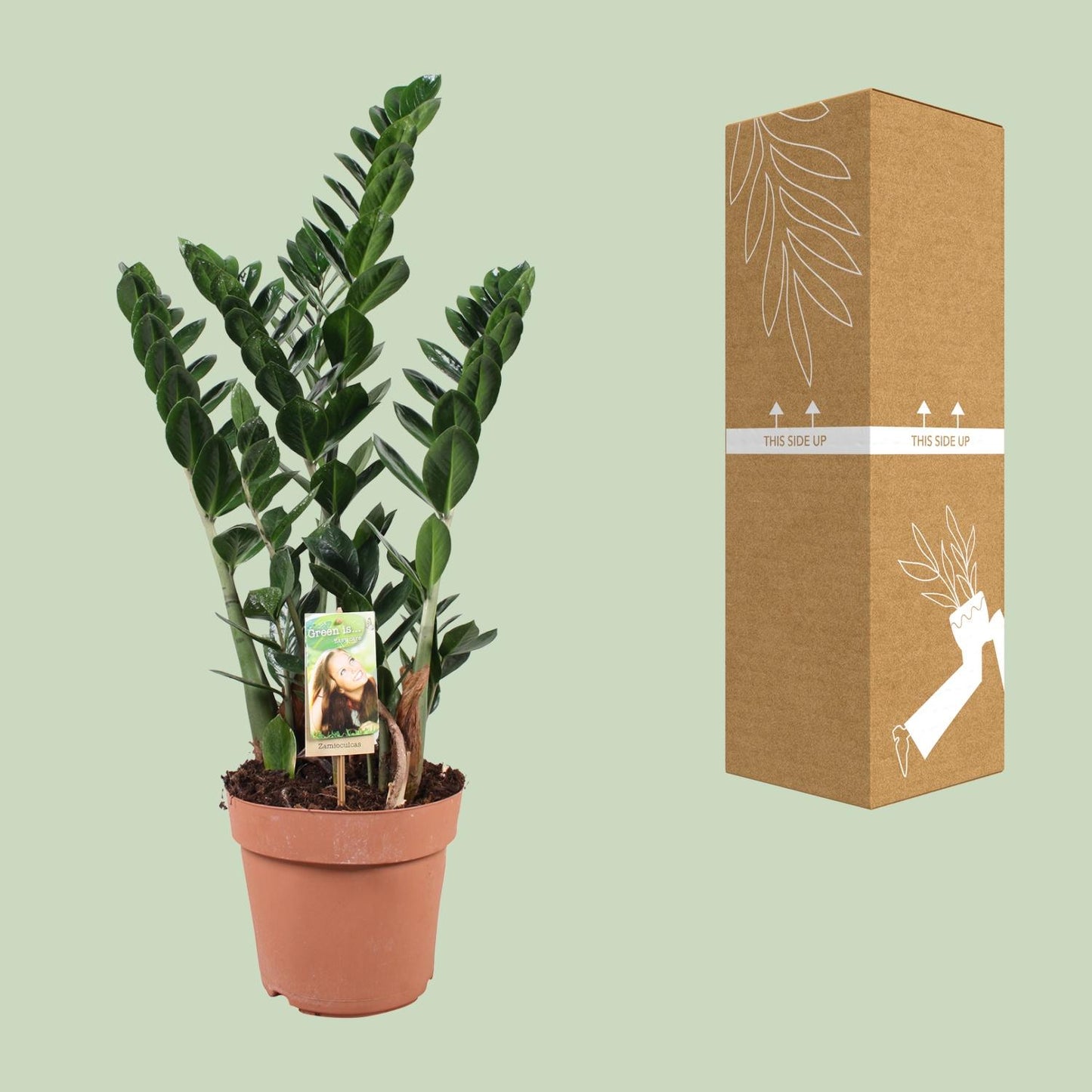 Zamioculcas - Pflegeleichte XXL-Zimmerpflanze Ø21cm