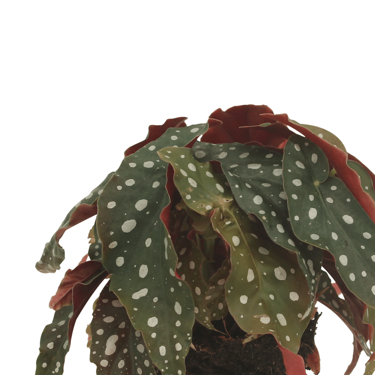 2x Begonia Maculata - Blattbegonie - 20cm - Ø12cm