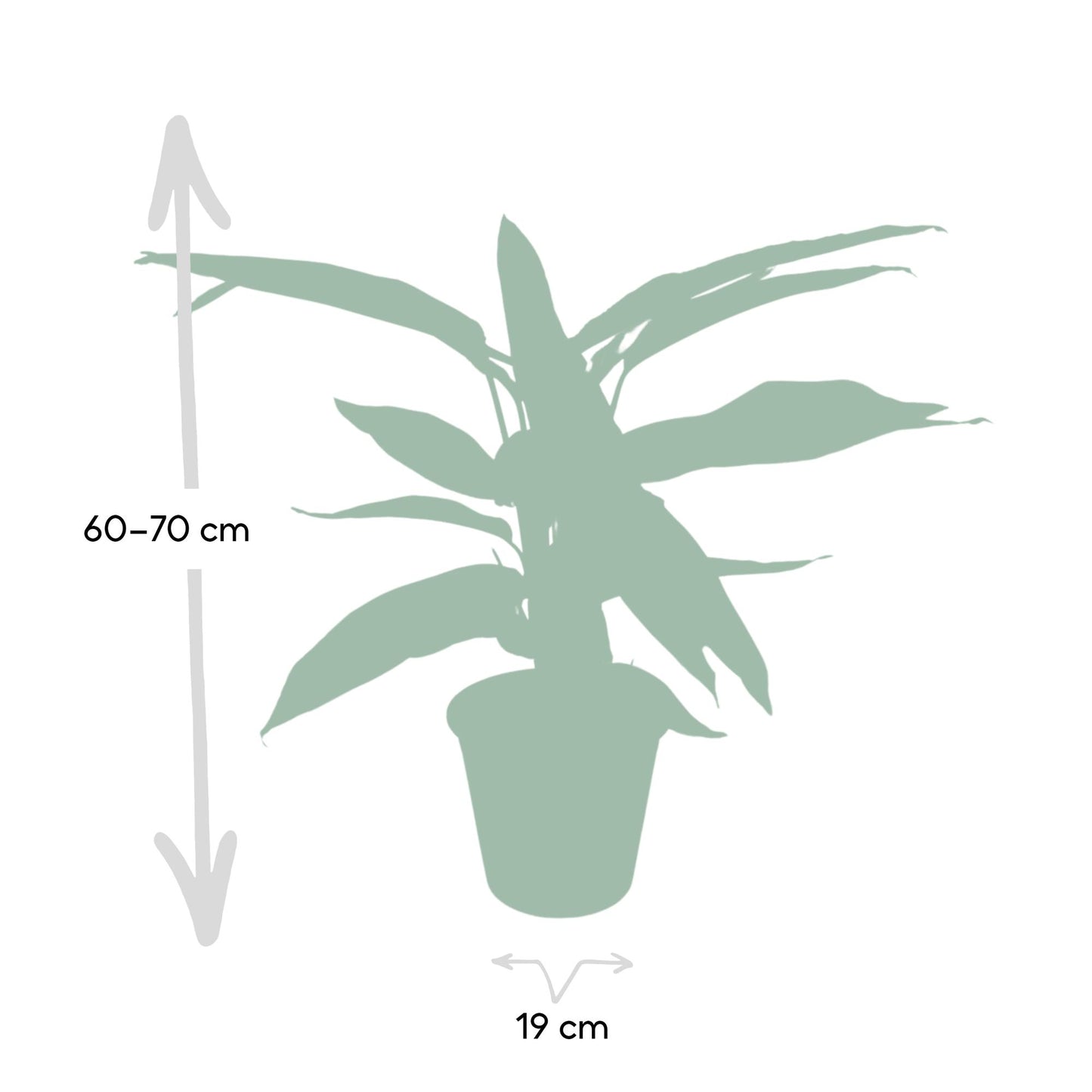 Calathea Triostar – Pfauenpflanze Ø19cm, ca. 70cm hoch