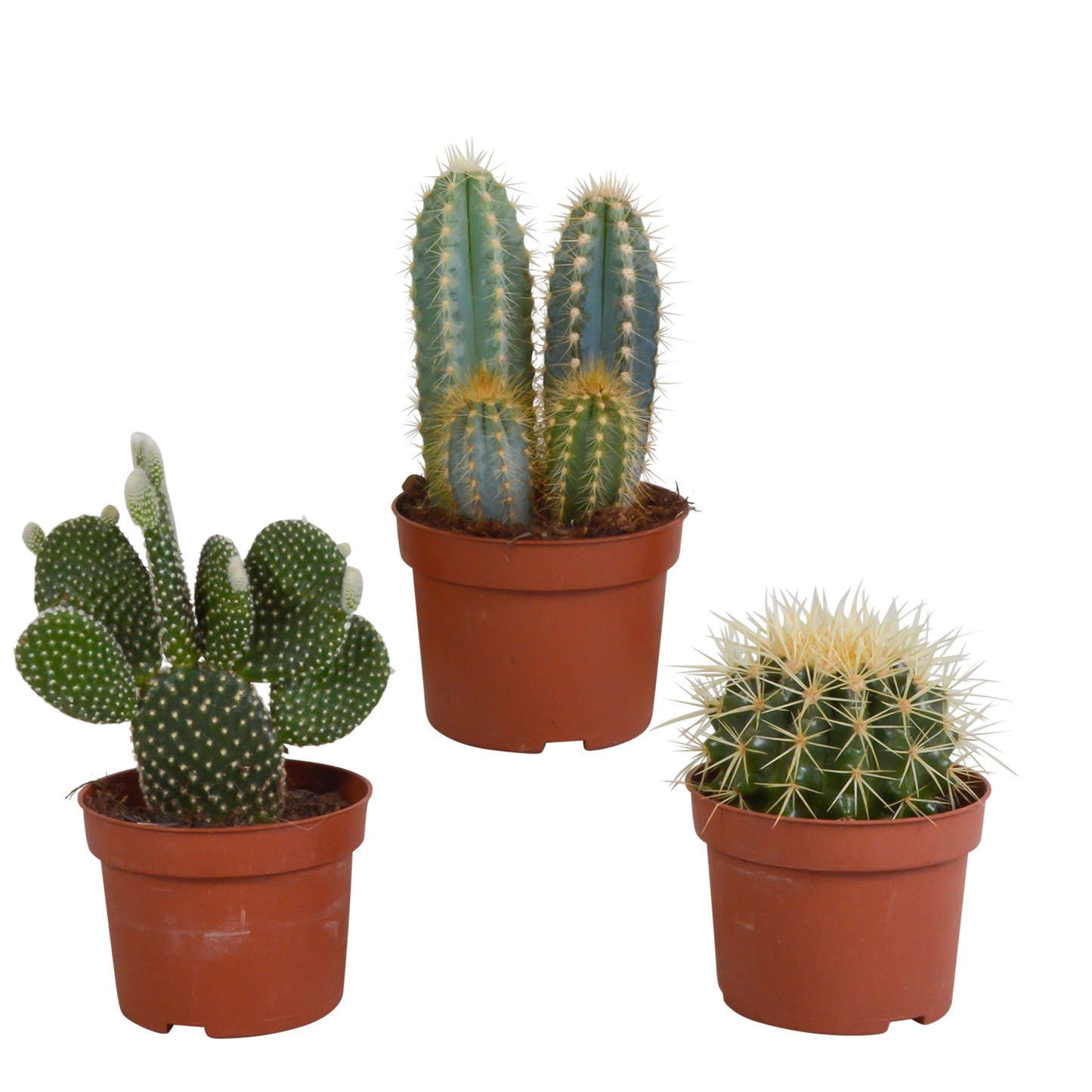 Kakteenmischung 3er-Set 10,5 cm – pflegeleicht & dekorativ