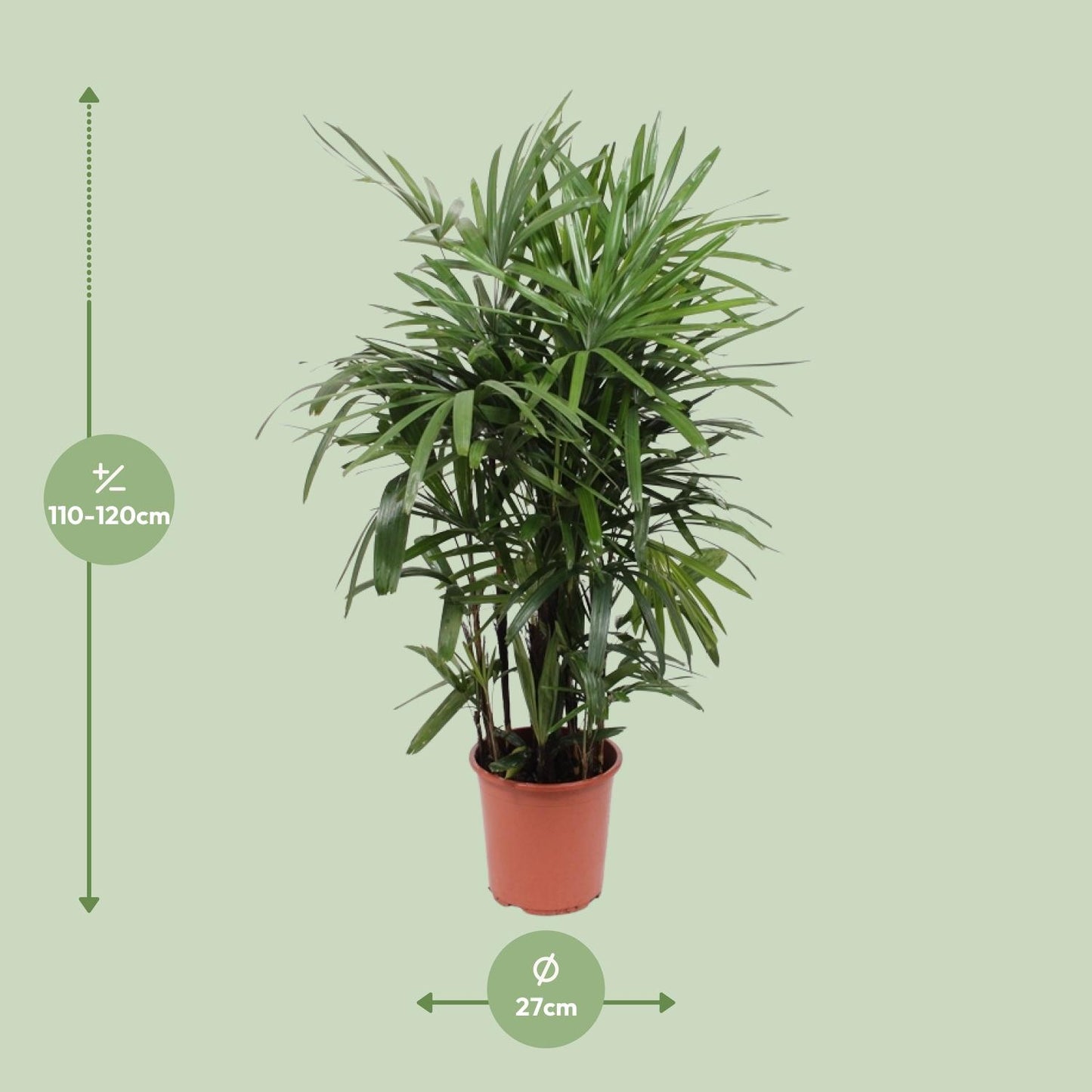 Rhapis Excelsa – Steckenpalme Ø27cm, 120cm hoch