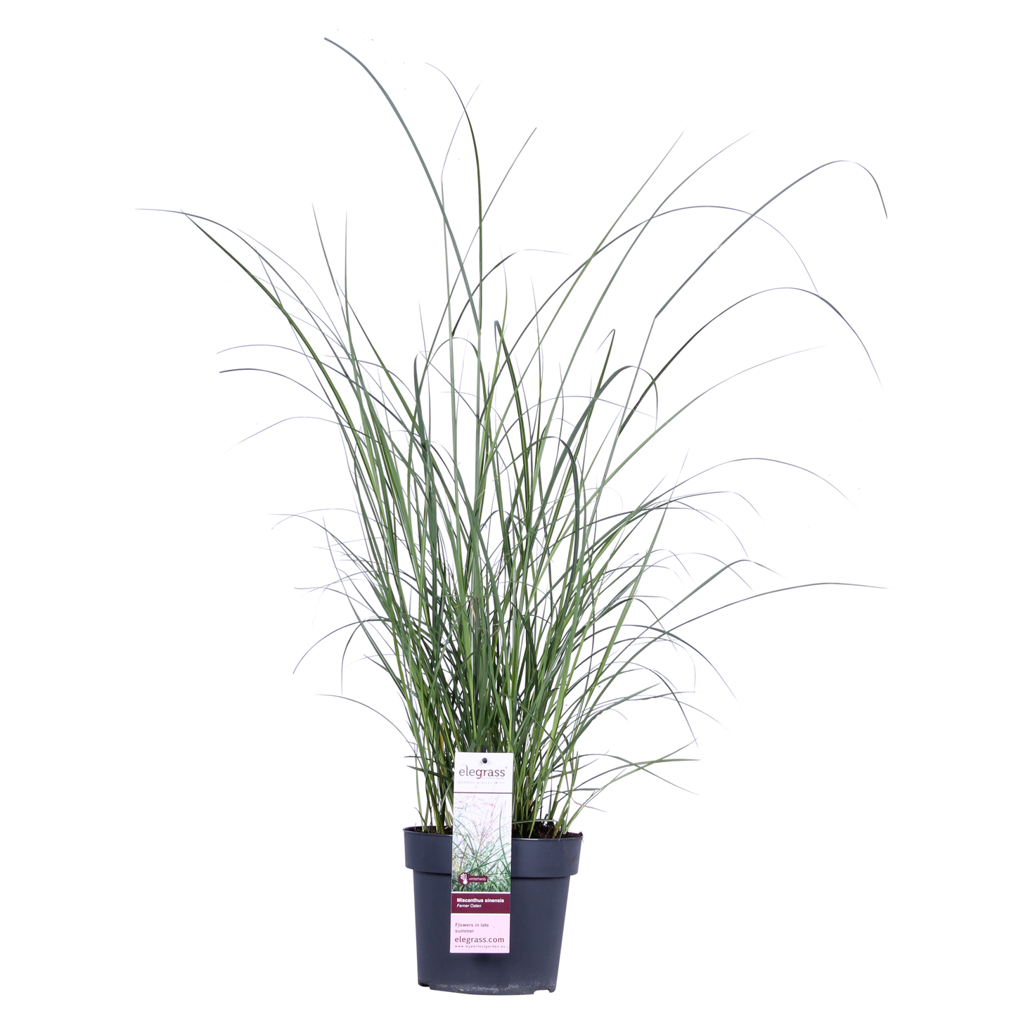 Miscanthus sinensis Ferner Osten – Dekoratives Ziergras Ø19cm