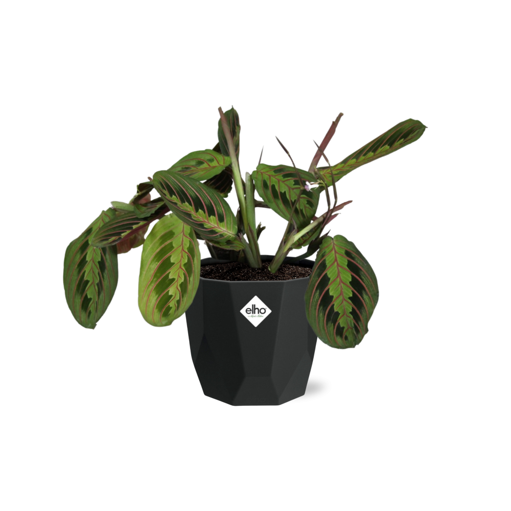Maranta Leuconeura ‘Fascinator’ Tricolor – Pflegeleichte Gebetspflanze in 14cm Topf