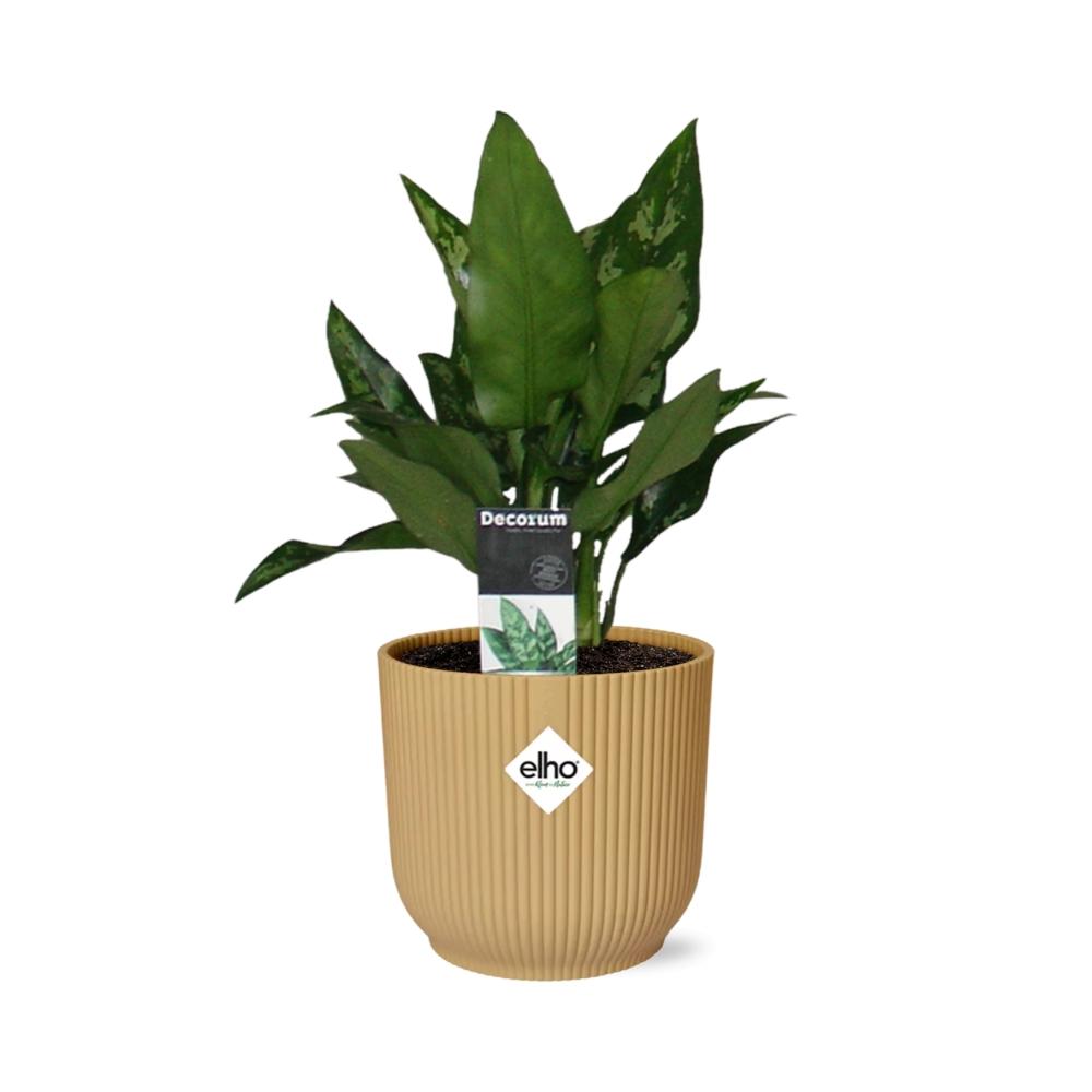 Aglaonema Maria im ELHO Vibes Fold 14cm Gelb
