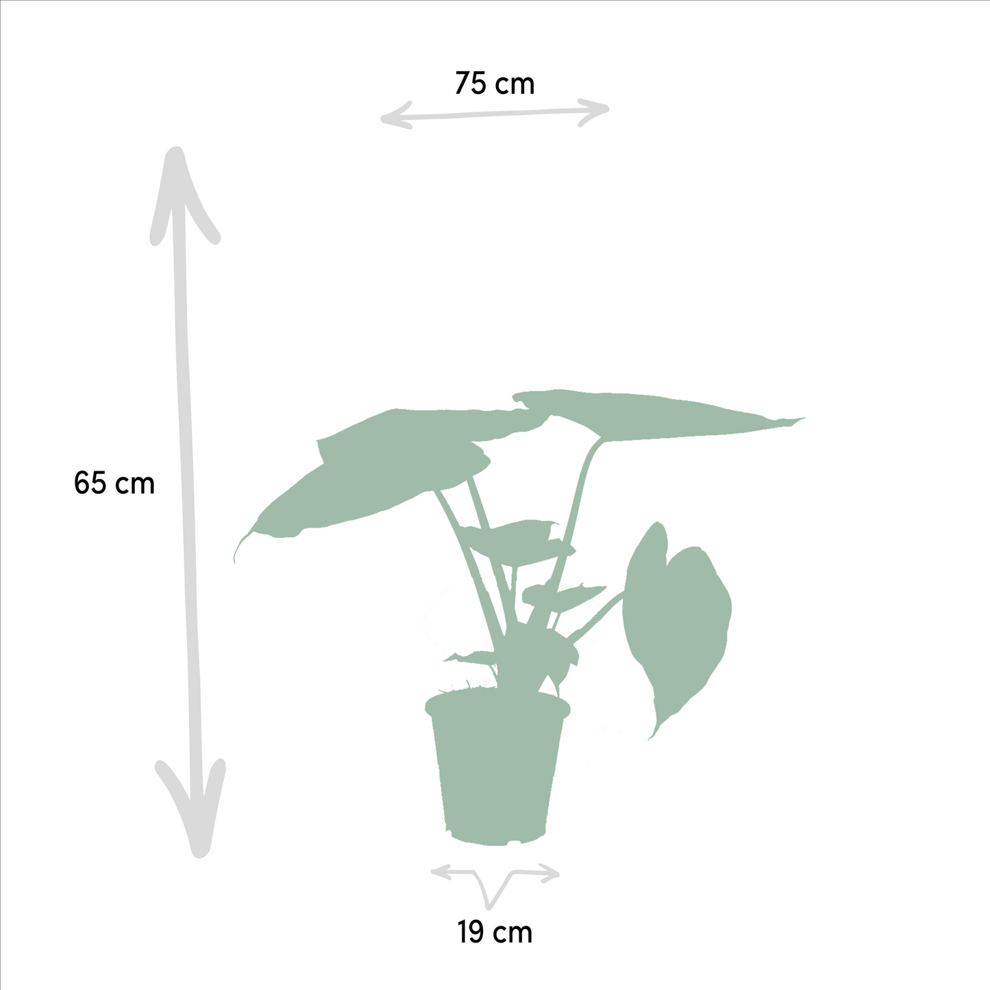 Ficus Elastica Melany & Alocasia Wentii Set – Ø21cm & Ø19cm