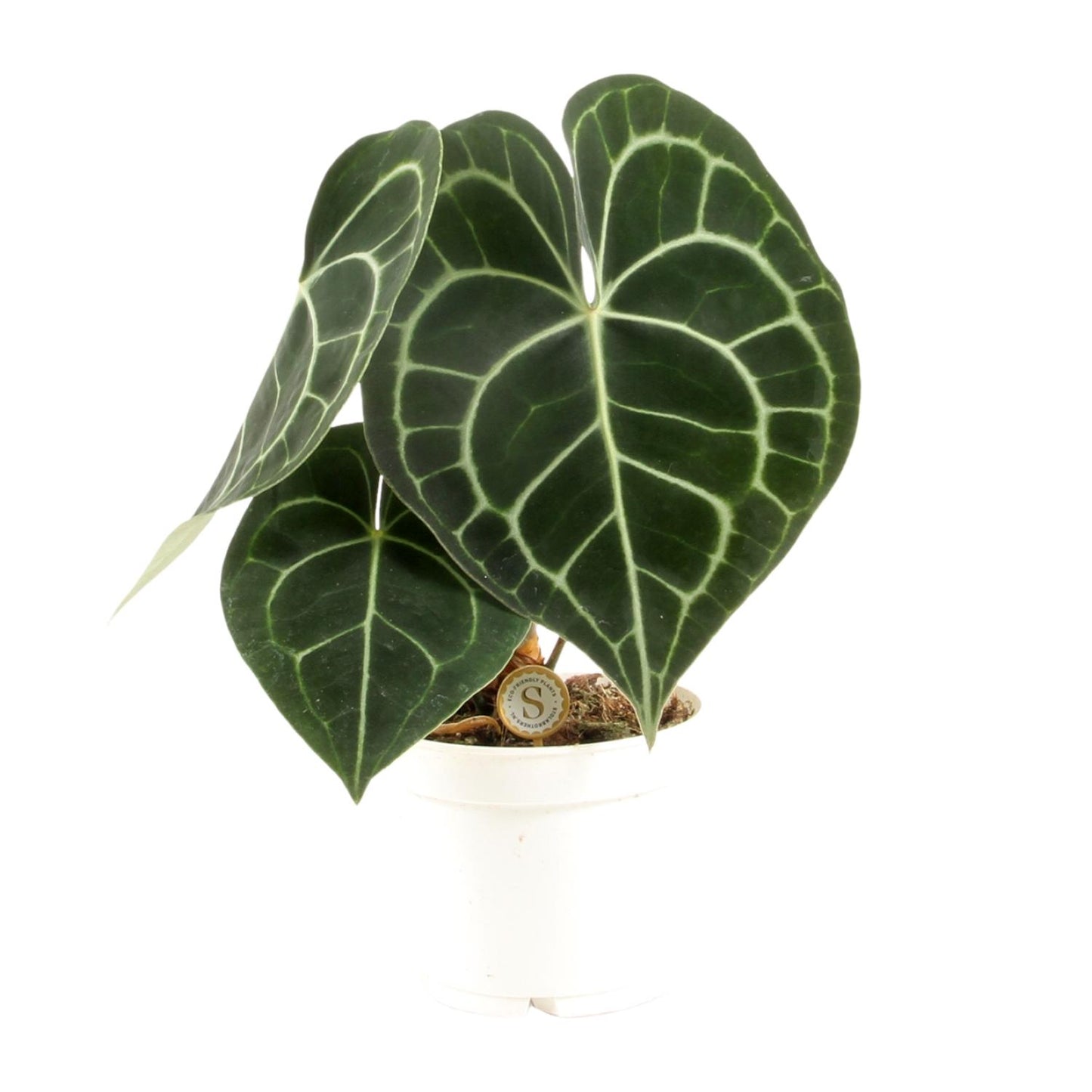 Anthurium Clarinervium – Pflegeleichte Eleganz Ø12cm