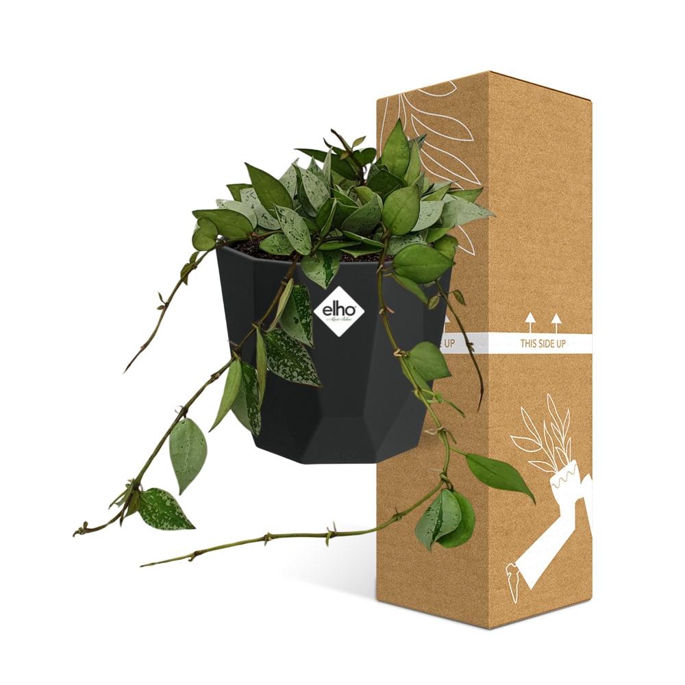 Hoya Krohniana Eskimo – Pflegeleichte Wachsblume im 14cm Topf