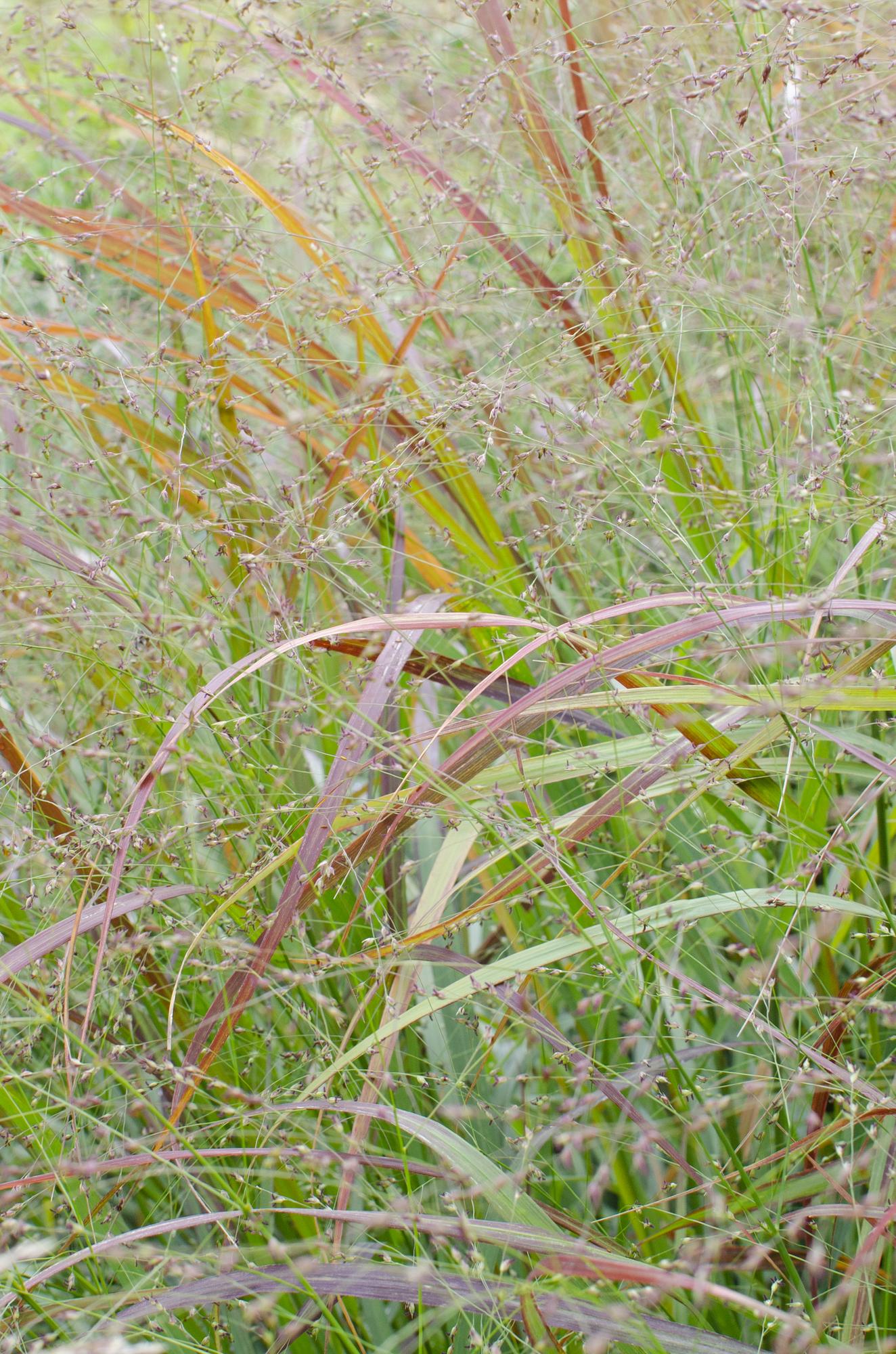 Panicum virgatum Cheyenne Sky – Stilvolles Ziergras Ø23cm