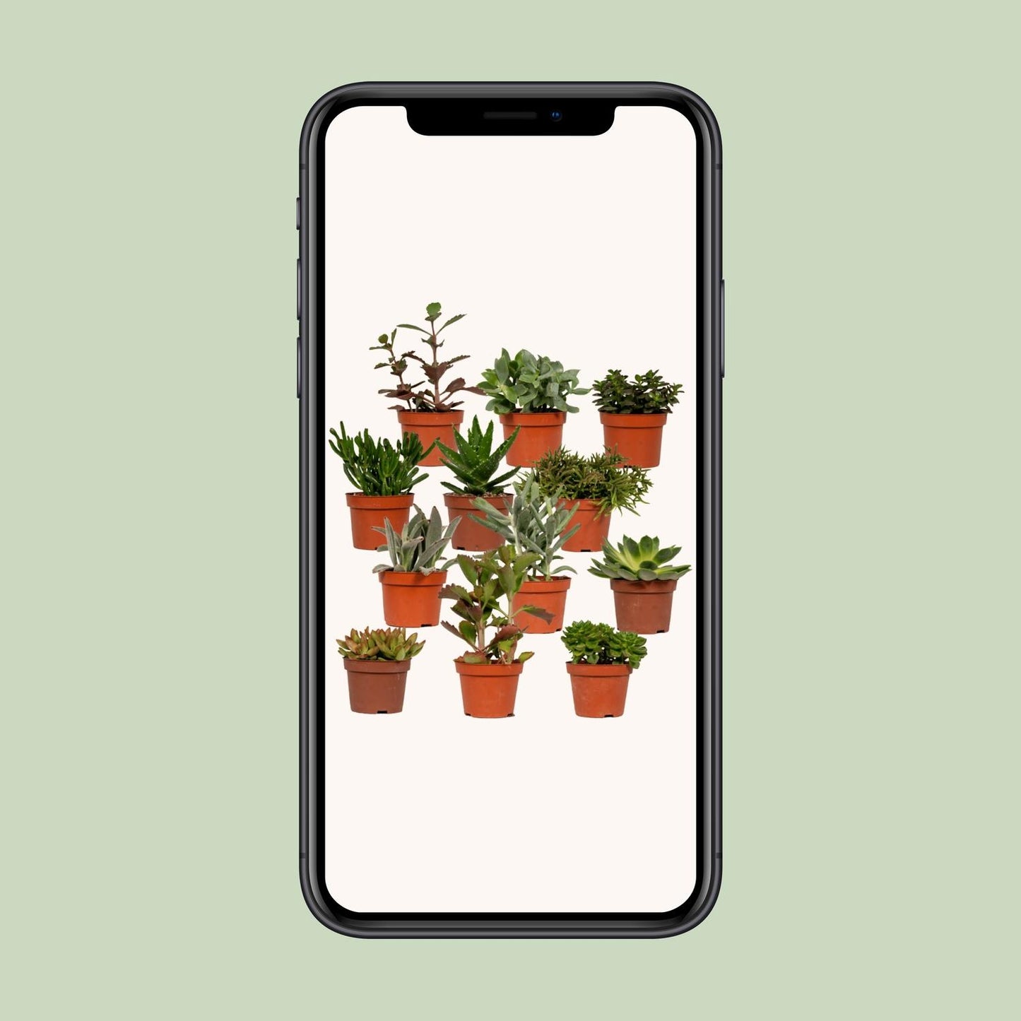 Echeveria Sukkulente – Pflegeleichte Zimmerpflanze Ø10,5cm