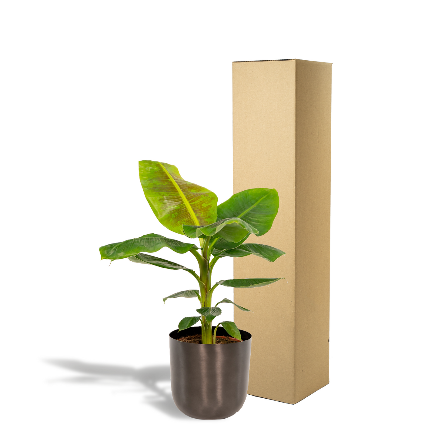 Musa Dwarf Cavendish – Tropische Bananenpflanze Ø21cm