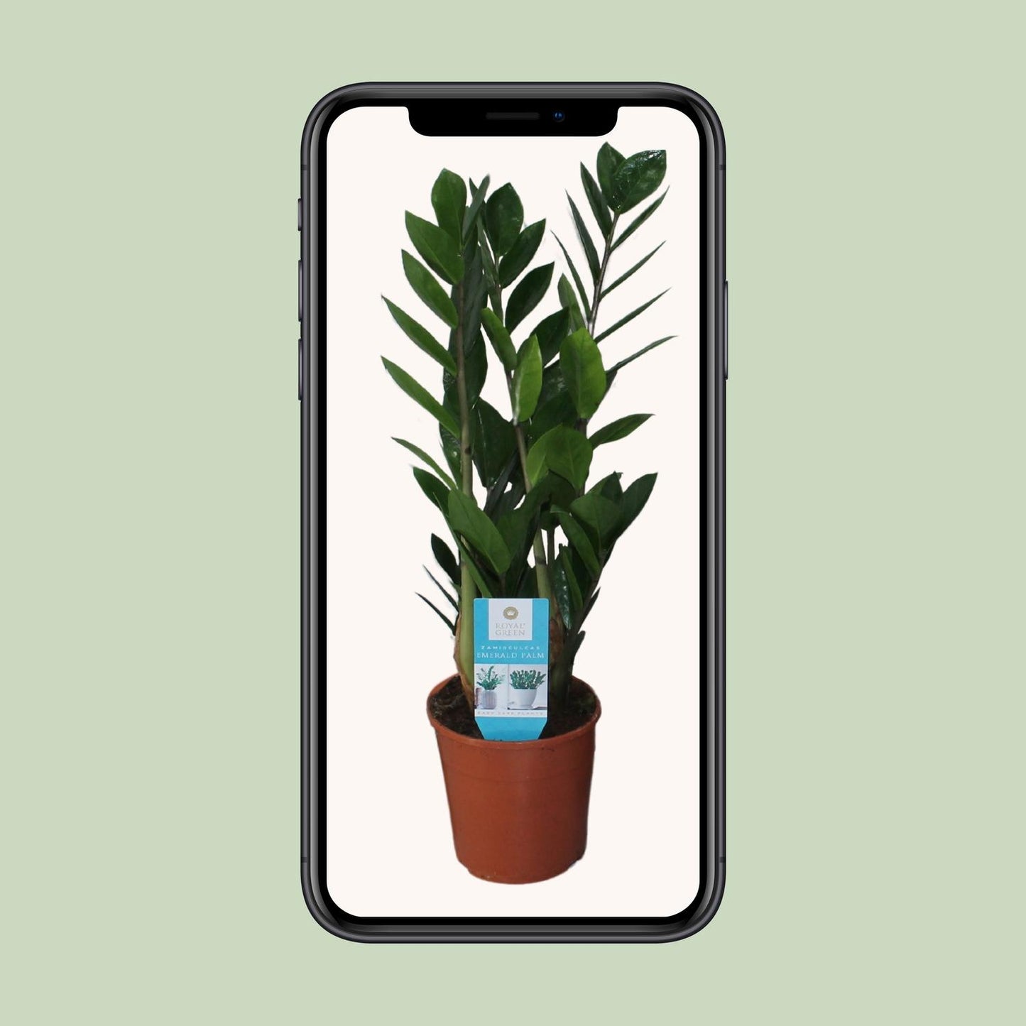 Zamioculcas Zamiifolia Ø14cm – Pflegeleichte ZZ-Pflanze