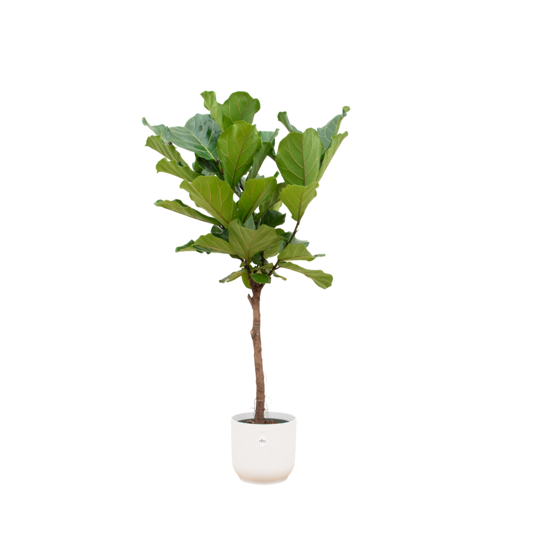 Ficus Lyrata mit elho Vibes Fold Round Topf Weiß - 150 cm