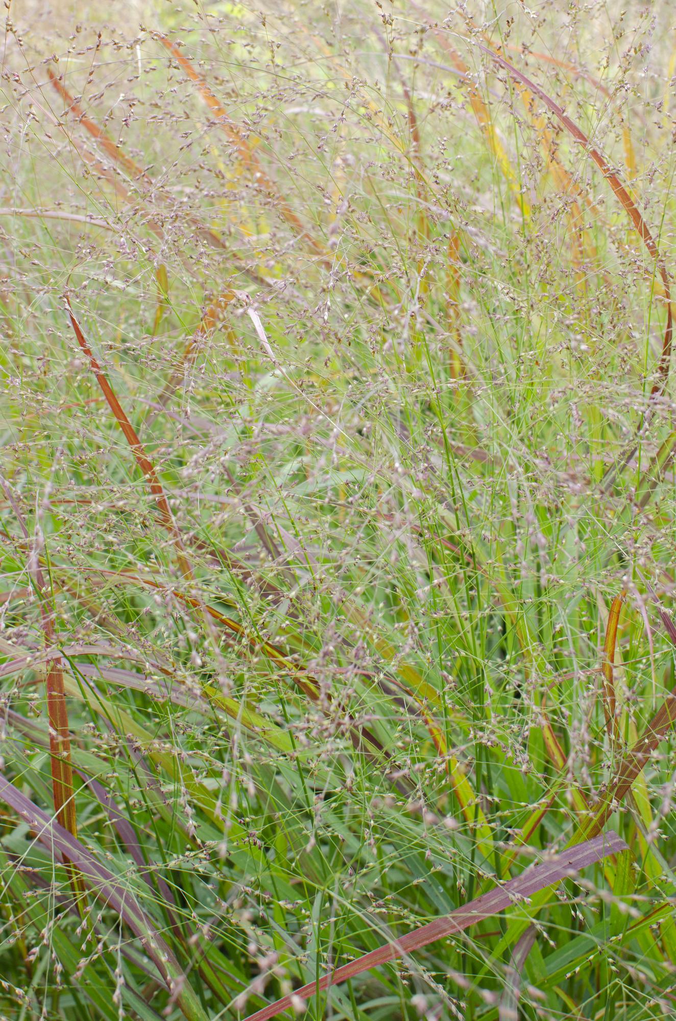 Panicum virgatum Cheyenne Sky – Stilvolles Ziergras Ø23cm