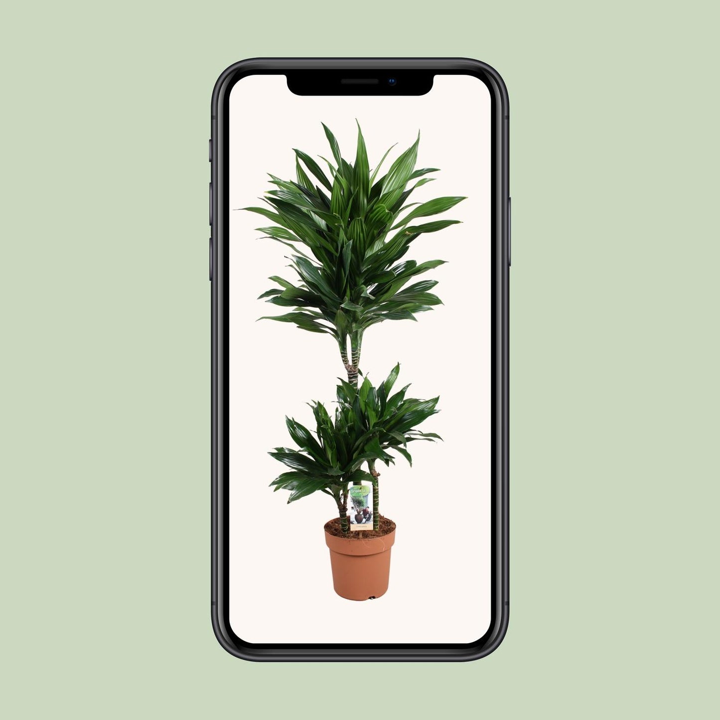 Dracaena Green Jewel – Pflegeleichte Grünpflanze Ø21cm