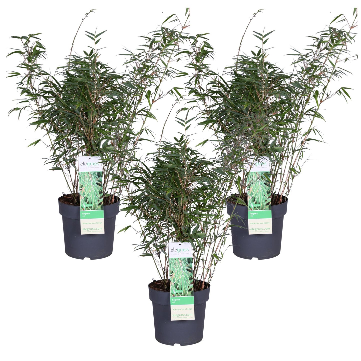3x Fargesia rufa Bambus - 80 cm, Ø23 cm Topf