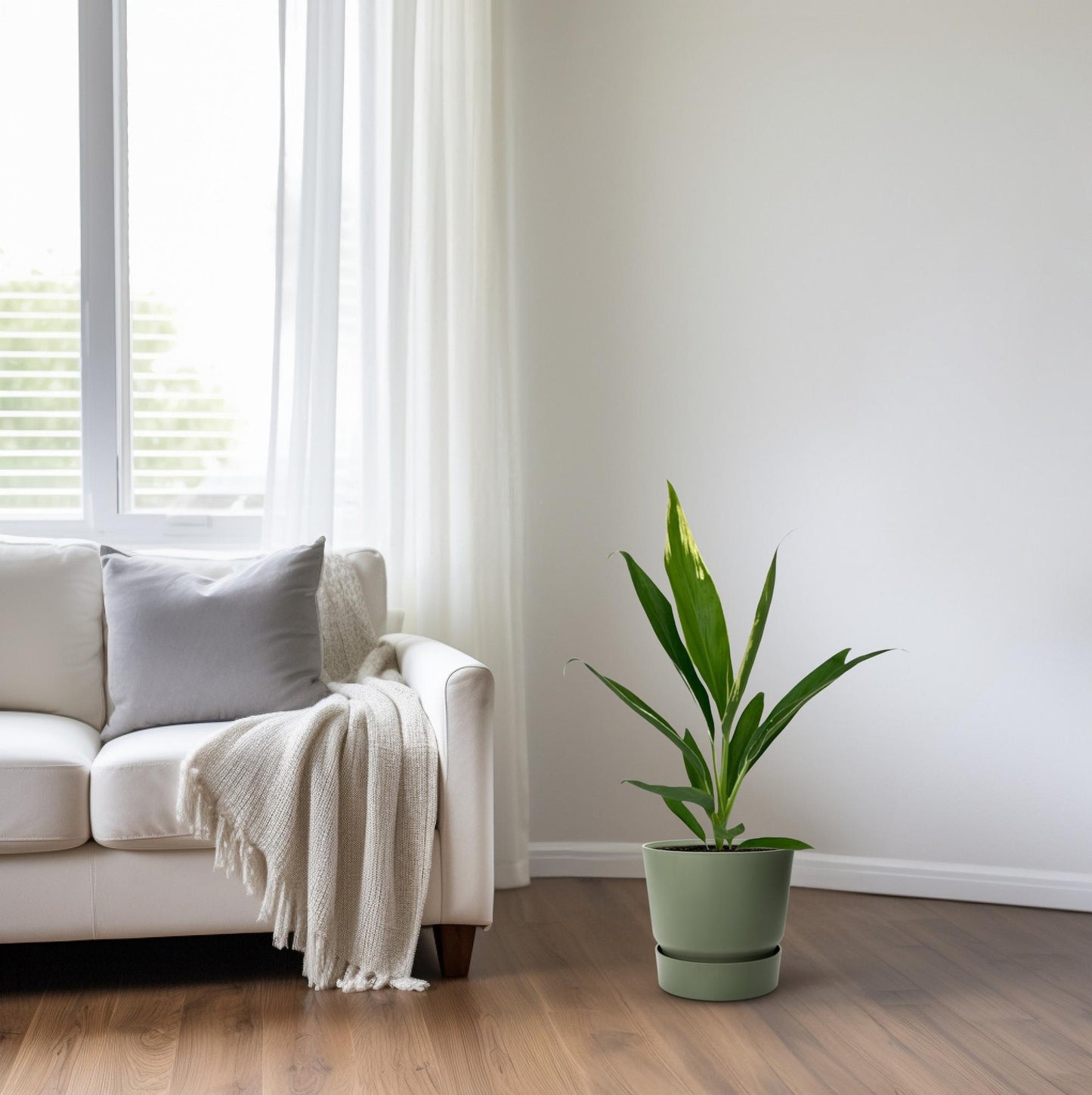 Cordyline Conga Ø12cm – Tropisch & Pflegeleicht