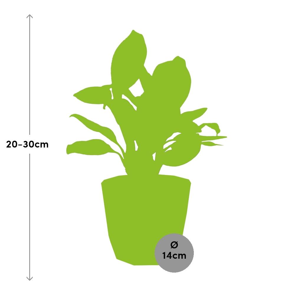 Aglaonema Christina – Pflegeleichte Zimmerpflanze im ELHO b.for rock Topf