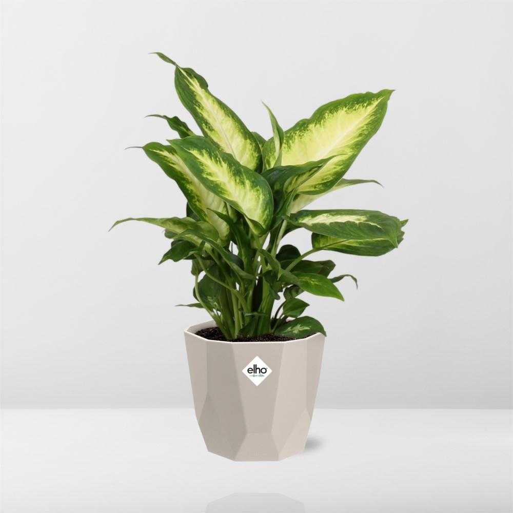 Dieffenbachia ‘Camilla’ in ELHO b.for rock 14 cm warm grey
