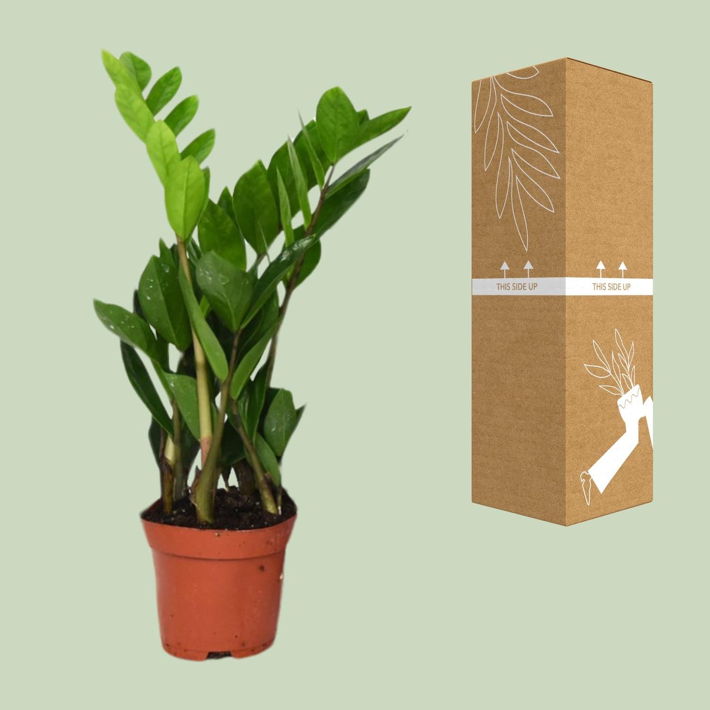 Zamioculcas Zamiifolia Ø12cm – Pflegeleichte ZZ-Pflanze