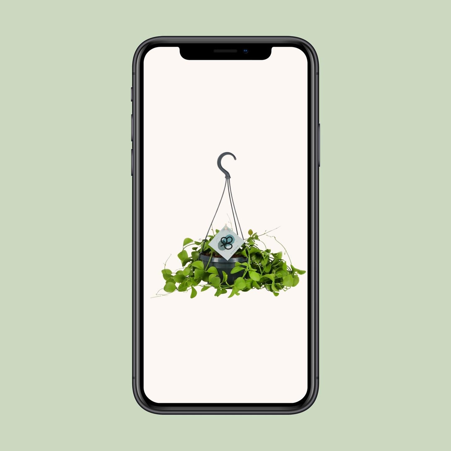 Dischidia Imbricata – Pflegeleichte Kidney-Pflanze Ø14 cm, 40 cm hoch
