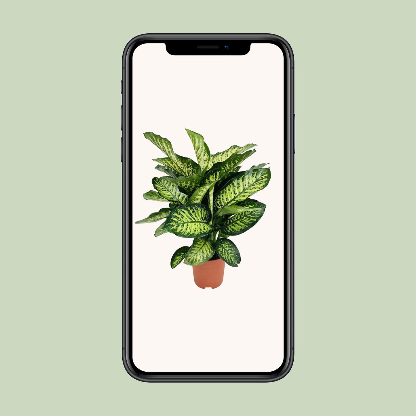 Dieffenbachia Camilla – Pflegeleichte Zimmerpflanze Ø21cm
