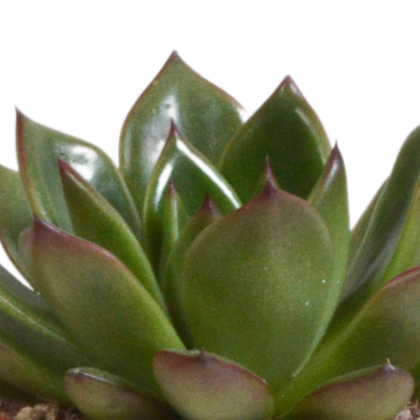Echeveria-Mischung 3er Set im Terracotta-Topf 8,5 cm